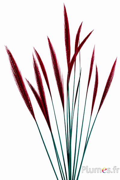 Fagiano dorato coda - 15-20 cm - giada-carminio
